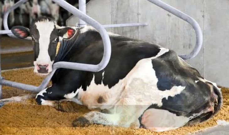 GEA Dairy Farming - Manure Separation
